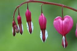 Gebroken hartje R003